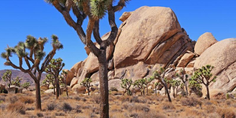 Center Street Villas Joshua Tree Exteriér fotografie