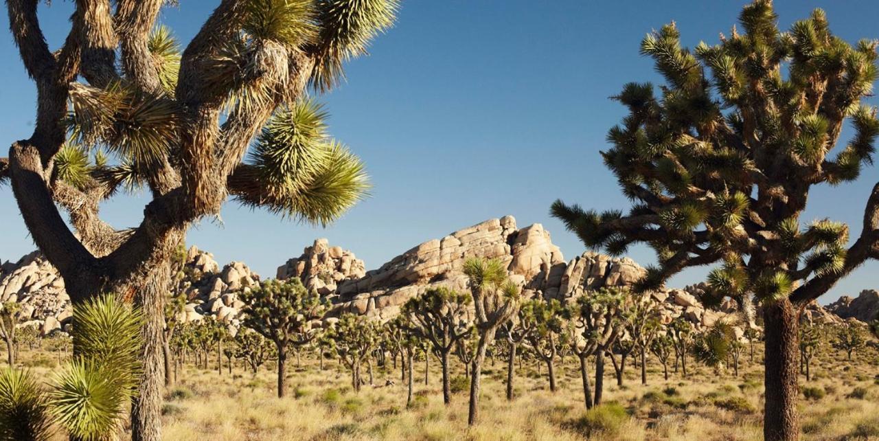 Center Street Villas Joshua Tree Exteriér fotografie
